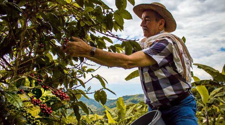 caficultor de racafe recolectando cafe en su finca