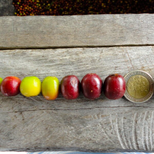 tamaño granos de café