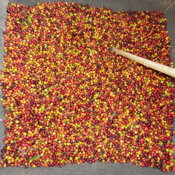 beneficio-cafe-monserrate-huila-racafe-atlas-coffee