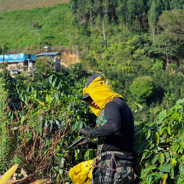 caficultora-recolectando-cafe-monserrate-huila-racafe-atlas-coffee