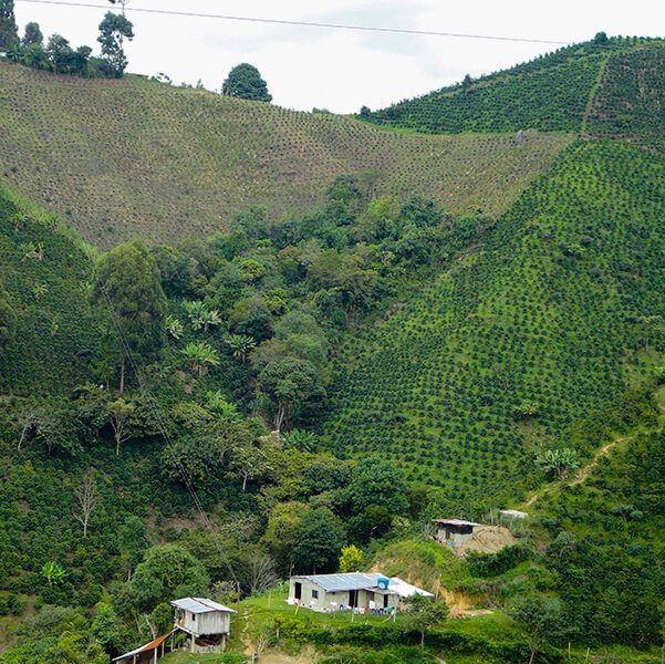 finca-cafetera-monserrate-huila-racafe-atlas-coffee