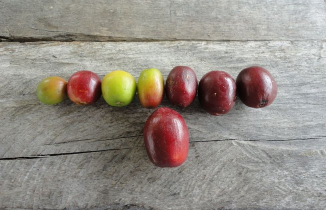 granos-de-cafe-alta-calidad-monserrate