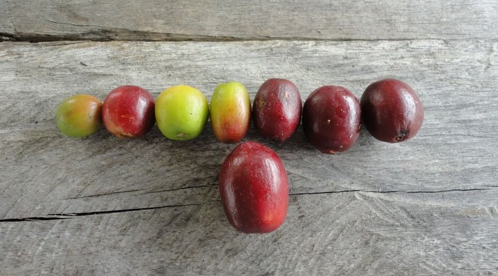 granos-de-cafe-alta-calidad-monserrate